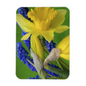 Magnet Flexible Détail des fleurs de jonquille et de jacinthe. Cré (Vertical)