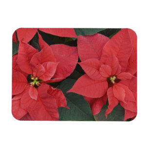 Magnet Flexible Détail du poinsettia rouge (Euphorbia pulcherrima)