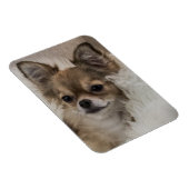 Magnet Flexible Détente du Chihuahua gâté (Côté Droit)