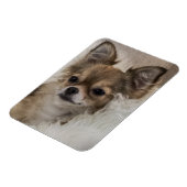 Magnet Flexible Détente du Chihuahua gâté (Côté Gauche)