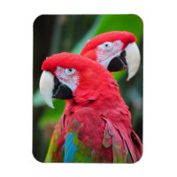 Deux aimants d'impression de perroquets colorés