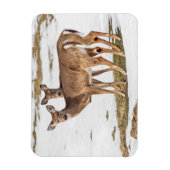 Magnet Flexible Deux cerfs à queue blanche en alerte (Vertical)