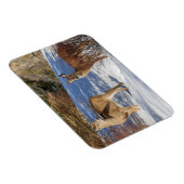 Magnet Flexible Deux cerfs à queue blanche en hiver (Côté Droit)