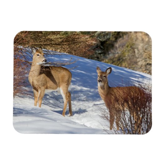 Magnet Flexible Deux cerfs à queue blanche en hiver (Horizontal)