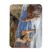 Magnet Flexible Deux cerfs à queue blanche en hiver (Vertical)