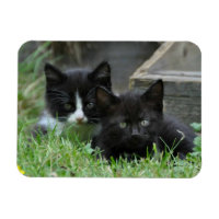 Deux chatons côte à côte