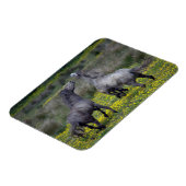 Magnet Flexible Deux chevaux Buck and Play (Côté Gauche)