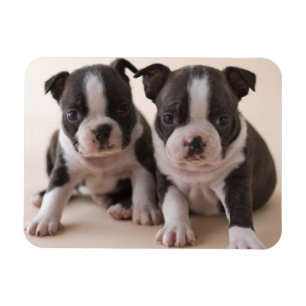 Magnet Flexible Deux Chiots de Boston Terrier
