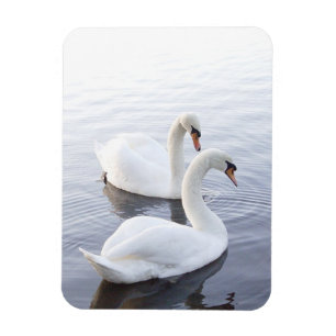 Magnet Flexible Deux cygnes nageant sur un lac tranquille