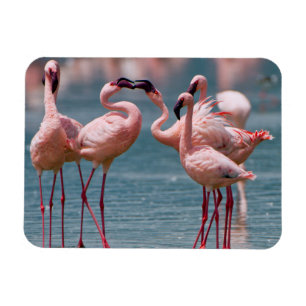 Magnet Flexible Deux flamants nains mâles (Phoenicopterus Minor)