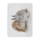 Magnet Flexible Deux lapins Netherland Dwarf et Holland Lop (Vertical)