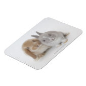 Magnet Flexible Deux lapins Netherland Dwarf et Holland Lop (Côté Gauche)