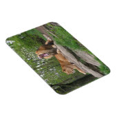 Magnet Flexible Deux Lions (Côté Droit)