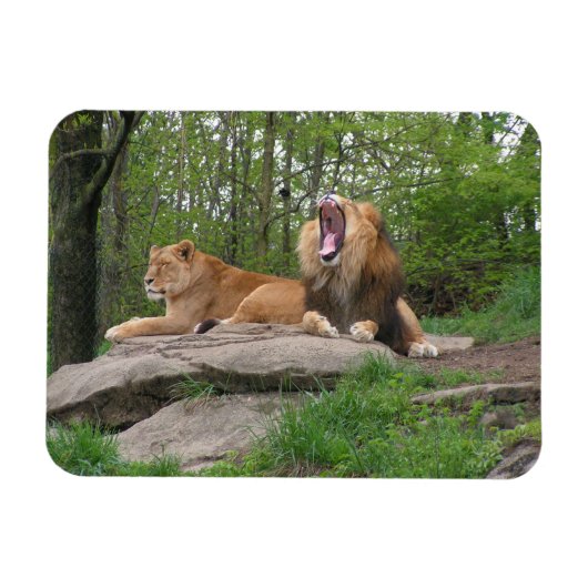 Magnet Flexible Deux Lions (Horizontal)