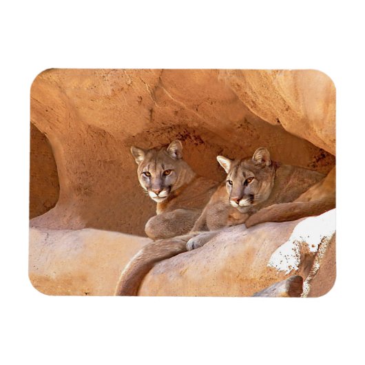 Magnet Flexible Deux lions de montagne (Horizontal)