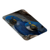 Magnet Flexible Deux Macaws Hyacinth, Brésil (Côté Droit)