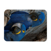 Magnet Flexible Deux Macaws Hyacinth, Brésil (Horizontal)