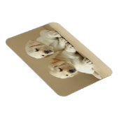 Magnet Flexible Deux Marionnettes Golden Labrador (Côté Droit)