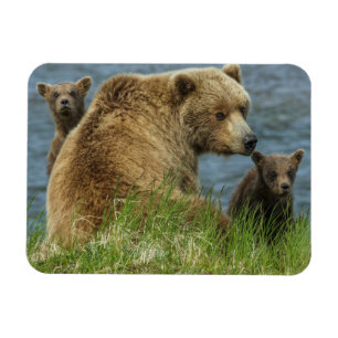 Magnet Flexible Deux oursons bruns avec leur mère près de l'eau