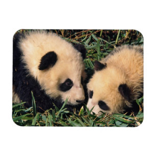 Magnet Flexible Deux oursons panda dans le buisson de bambou, Wolo