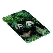 Magnet Flexible Deux pandas mangeant du bambou ensemble, Wolong (Côté Droit)