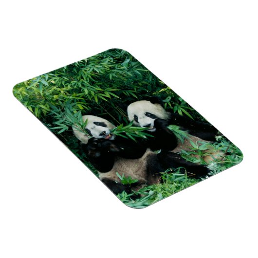 Magnet Flexible Deux pandas mangeant du bambou ensemble, Wolong (Côté Droit)