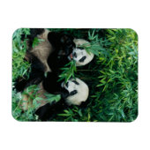 Magnet Flexible Deux pandas mangeant du bambou ensemble, Wolong (Horizontal)