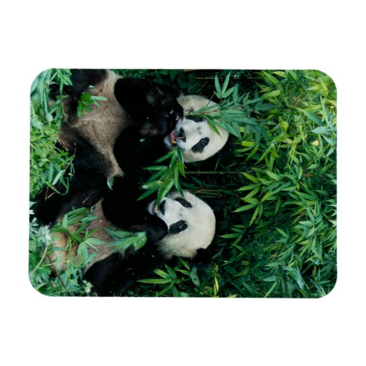 Magnet Flexible Deux pandas mangeant du bambou ensemble, Wolong (Horizontal)