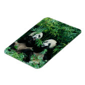 Magnet Flexible Deux pandas mangeant du bambou ensemble, Wolong (Côté Gauche)
