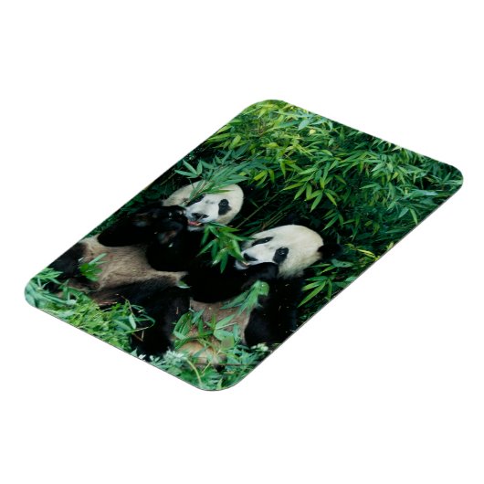 Magnet Flexible Deux pandas mangeant du bambou ensemble, Wolong (Côté Gauche)