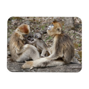 Magnet Flexible Deux singes d'or femelles avec nouveau-nés