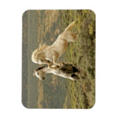 Magnet Flexible Deux Stallions sauvages combattent (Vertical)