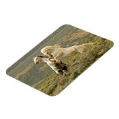 Magnet Flexible Deux Stallions sauvages combattent (Côté Gauche)