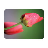 Magnet Flexible Deux tulipes roses (Horizontal)