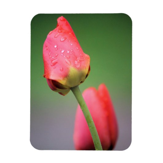 Magnet Flexible Deux tulipes roses (Vertical)