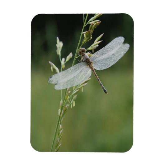 Magnet Flexible Dew couvert Darner Dragonfly (Vertical)
