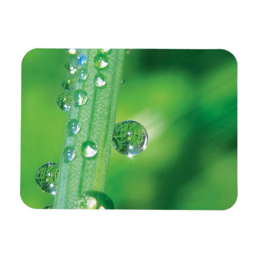 Magnet Flexible Dew Drop on Green Grass Meditation (Horizontal)