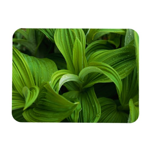 Magnet Flexible Dewdrops sur une fausse Helabore (Horizontal)