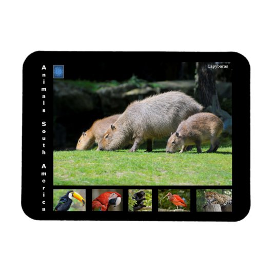 Magnet Flexible Divers animaux d'Amérique du Sud (Horizontal)