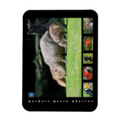 Magnet Flexible Divers animaux d'Amérique du Sud (Vertical)