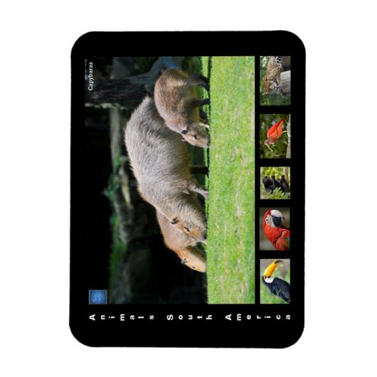 Magnet Flexible Divers animaux d'Amérique du Sud (Vertical)