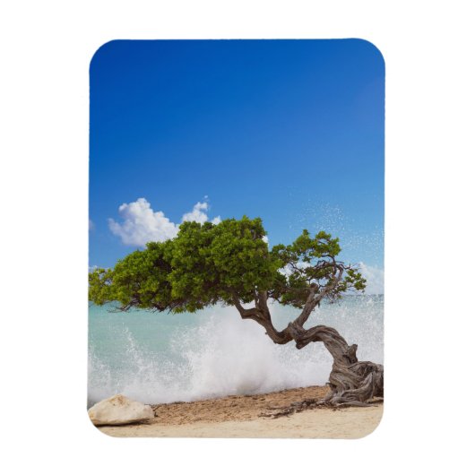Magnet Flexible Divi Divi Tree, Eagle Beach, Aruba, Caraïbes (Vertical)