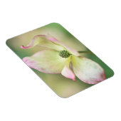 Magnet Flexible Dogwood Blossom | Cornus Kousa 'Miss Satomi' (Côté Droit)