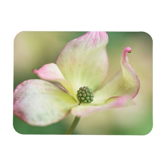 Magnet Flexible Dogwood Blossom | Cornus Kousa 'Miss Satomi' (Horizontal)