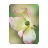 Magnet Flexible Dogwood Blossom | Cornus Kousa 'Miss Satomi' (Vertical)