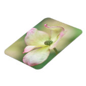 Magnet Flexible Dogwood Blossom | Cornus Kousa 'Miss Satomi' (Côté Gauche)