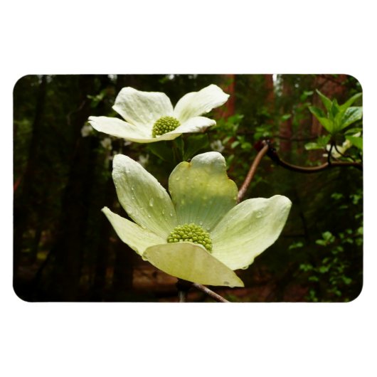 Magnet Flexible Dogwoods et séquoias dans le parc national Yosemit (Horizontal)