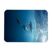 Magnet Flexible Dolphin Family (Horizontal)
