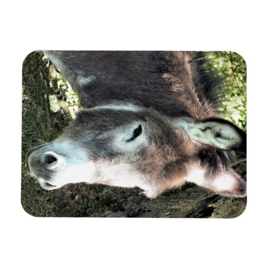 MAGNET FLEXIBLE DONKEY (Horizontal)