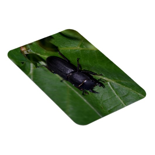 Magnet Flexible Dorcus parallelipipedus, le moindre dendroctone du (Côté Droit)